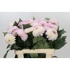 Dahlia Pink Pearl