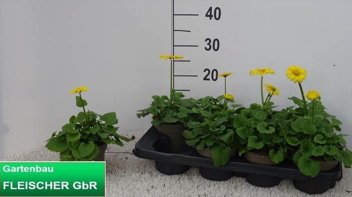 <h4>DORO OR LEONARD COMP</h4>