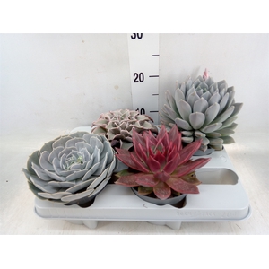 Echeveria   ...mix