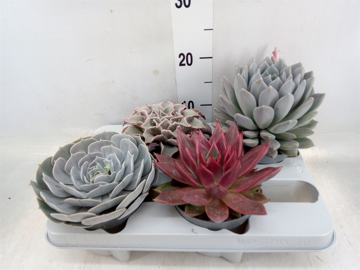 <h4>Echeveria   ...mix</h4>