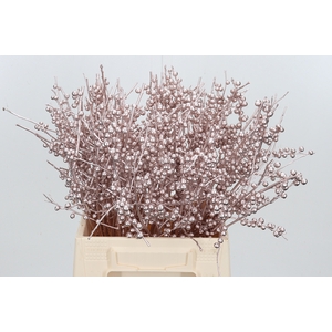 Ilex Kl Bh Champagne