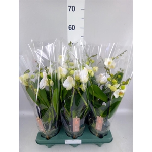 Phalaenopsis  'Spirit White'