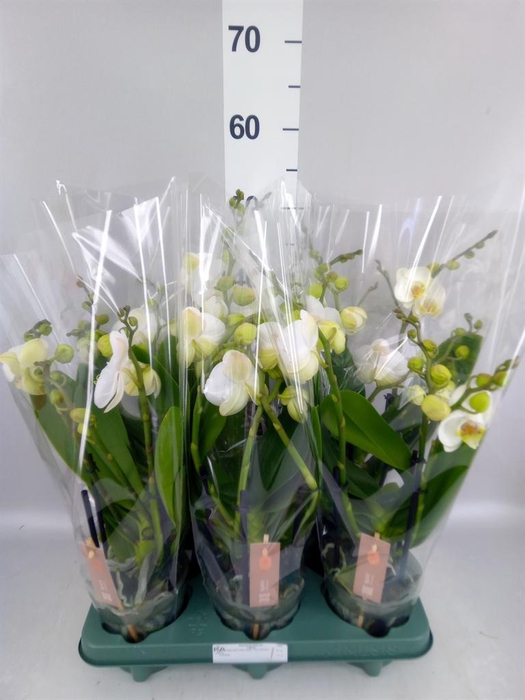 <h4>Phalaenopsis  'Spirit White'</h4>