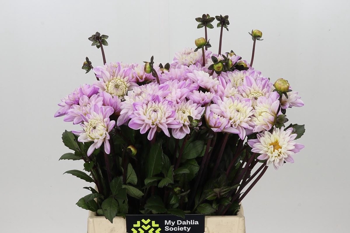 <h4>Dahlia Espacio</h4>
