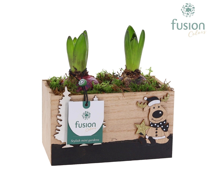 <h4>Kerst houten Rendier met Hyacinten</h4>