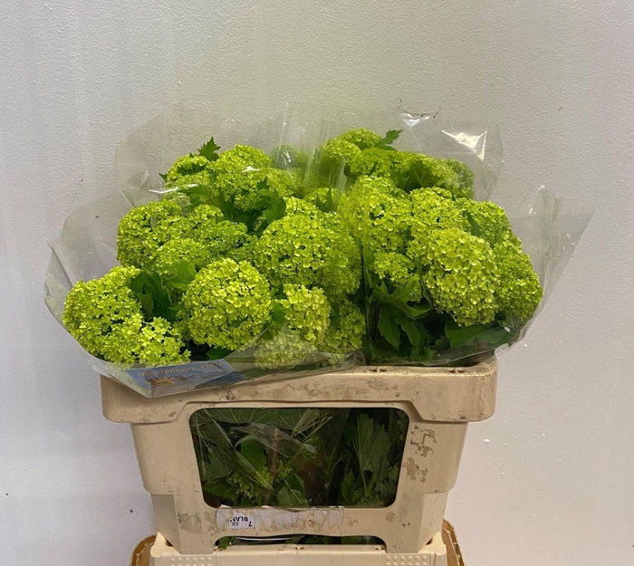 <h4>VIBURNUM ROSEUM ST</h4>