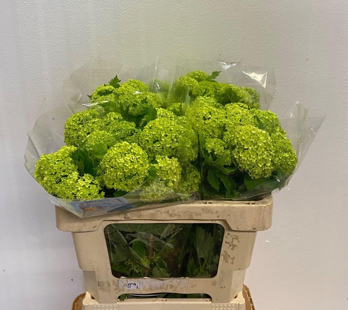 <h4>VIBURNUM ROSEUM ST</h4>