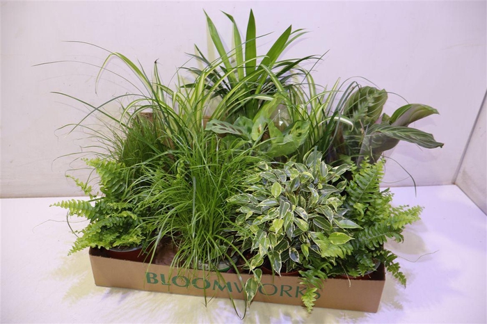 <h4>arr8 Kamerpl Gem Ov</h4>