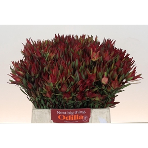 Leucadendron Blush Spray