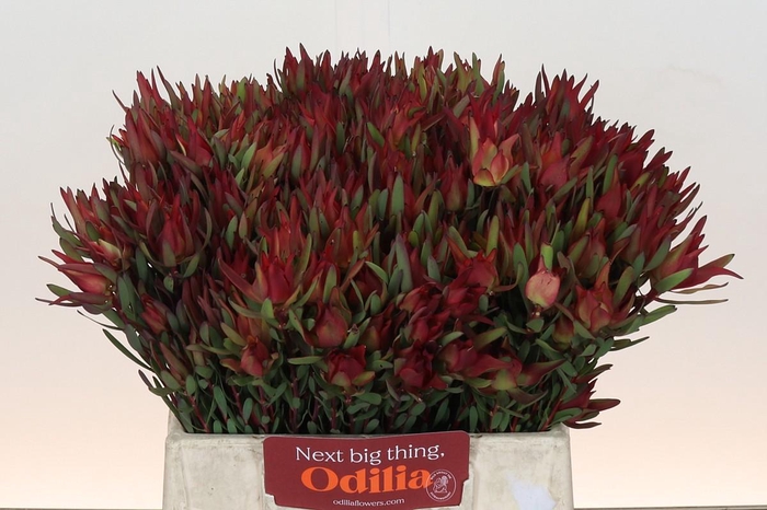 <h4>Leucadendron Blush Spray</h4>