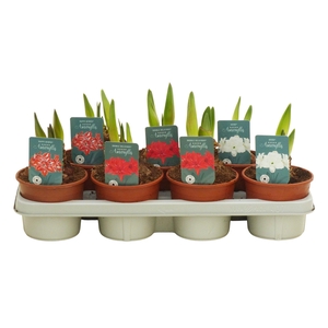 Hippeastrum dubbelbloemige mix