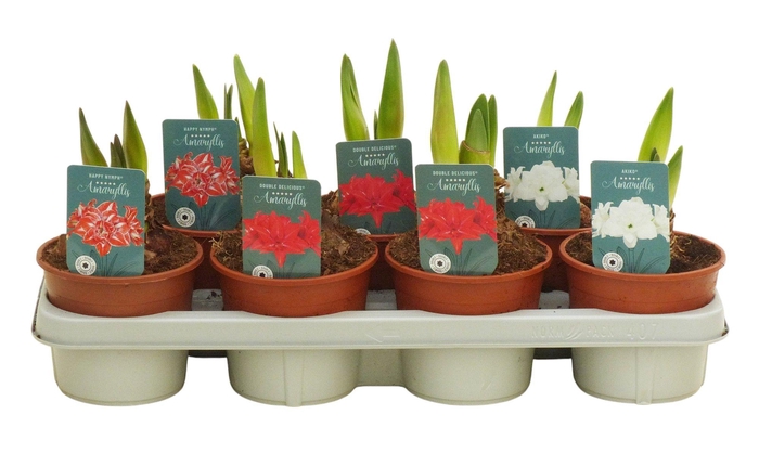 <h4>Hippeastrum dubbelbloemige mix</h4>