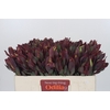 Leucadendron Senorita