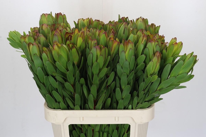 <h4>Leucadendron Goldstrike</h4>