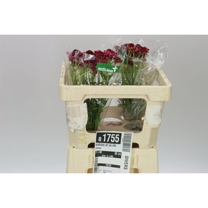 Scabiosa Atr Sw Che Scoop
