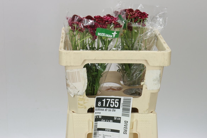 <h4>Scabiosa Atr Sw Che Scoop</h4>