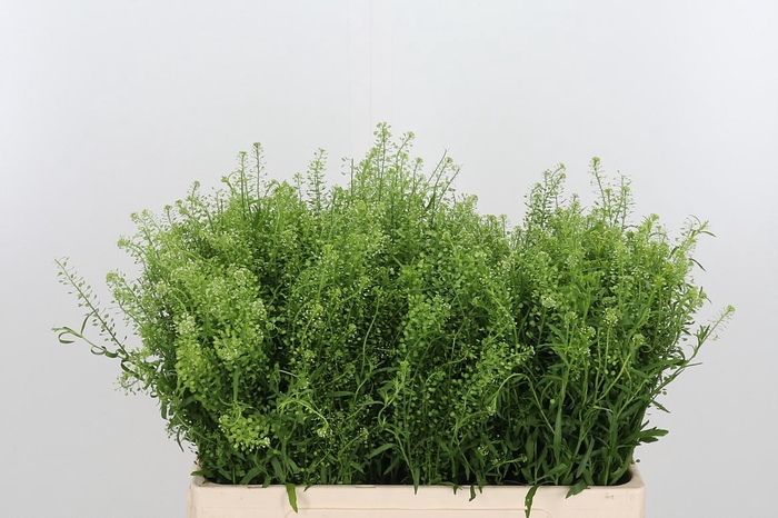 <h4>Lepidium Green Bell</h4>
