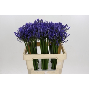 Agapanthus Uri