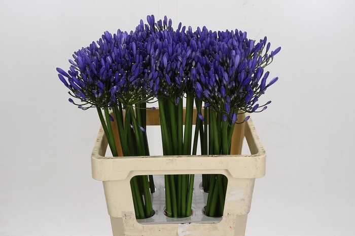 <h4>Agapanthus Uri</h4>