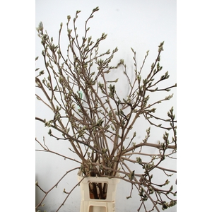 MAGNOLIA SUPERBA ARTISTIEK 160CM