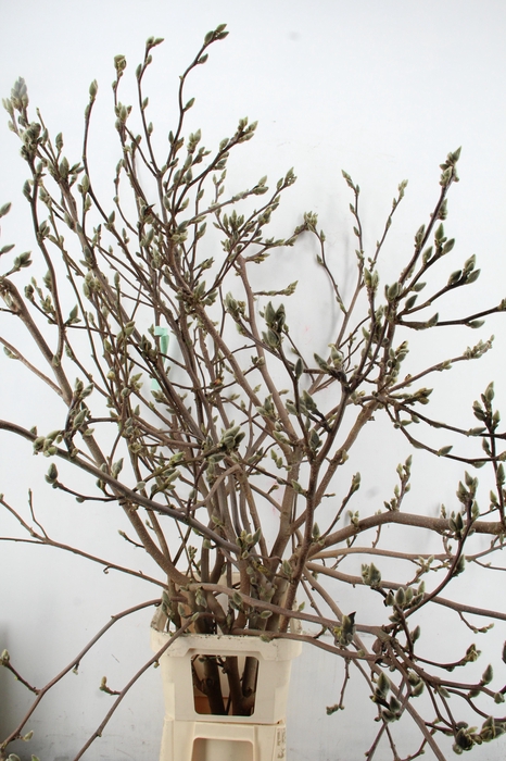 <h4>MAGNOLIA SUPERBA ARTISTIEK 160CM</h4>