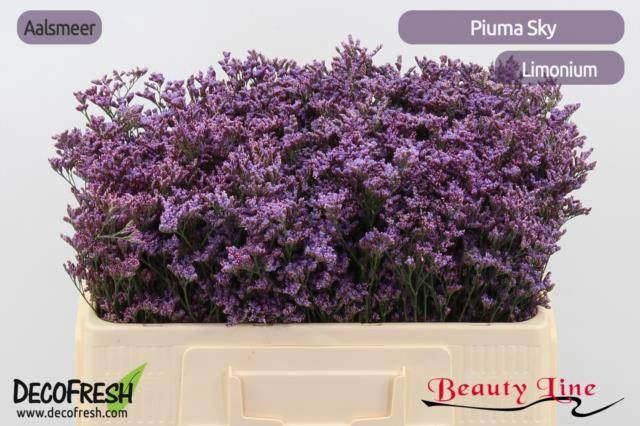 Limonium Piuma Sky