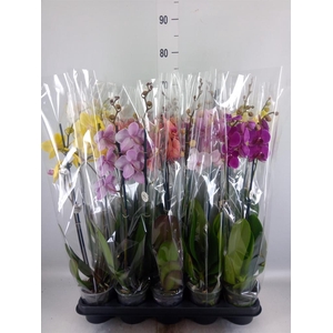 Phalaenopsis   ...mix