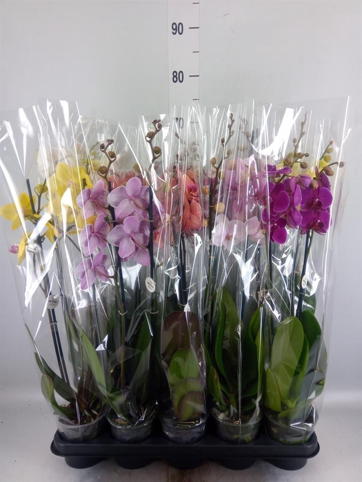 <h4>Phalaenopsis   ...mix</h4>