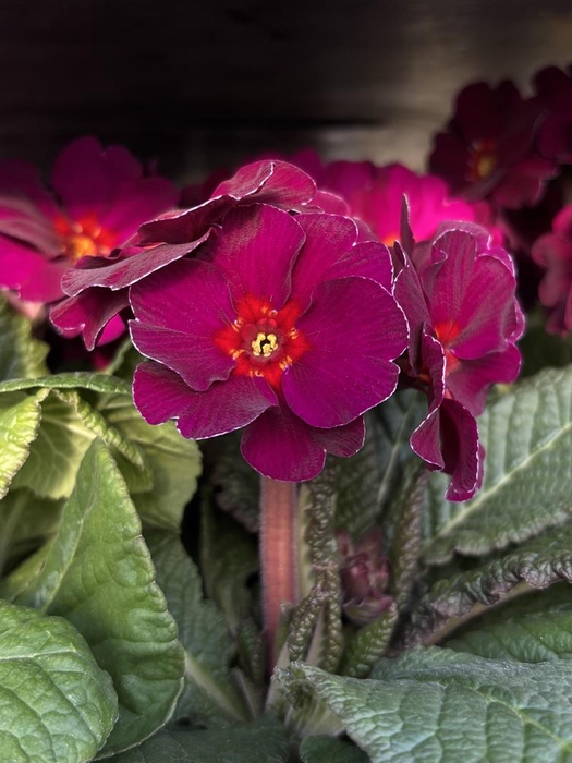 <h4>PRIMULA VERIS p11</h4>