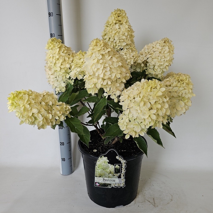 <h4>HYDR PANICULATA</h4>