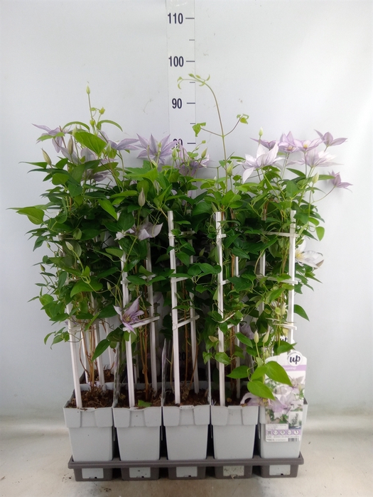 <h4>Clematis   ...</h4>
