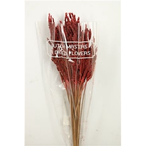 Dried Umbr. Sedge Big Leaf Red Bunch