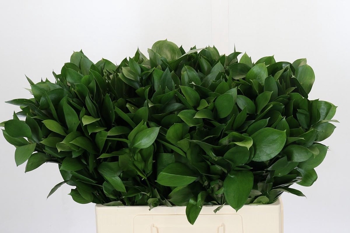 <h4>Ruscus Hypophyllum</h4>