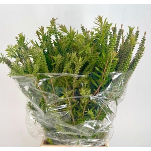 Callistemon Citrinus Semi (Per Bunch)