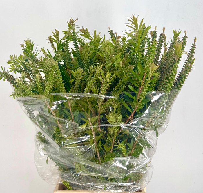 <h4>Callistemon Citrinus Semi (Per Bunch)</h4>