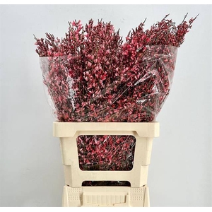 GENISTA HEIDEBREM PAINTED RED h%*