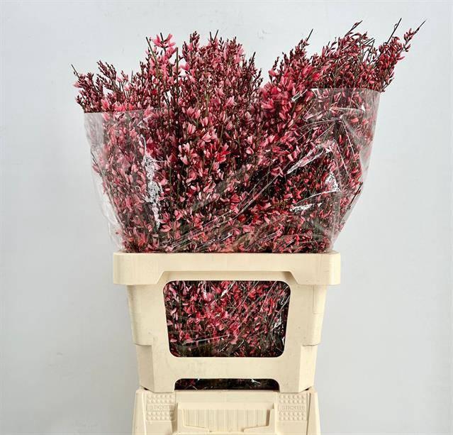 <h4>GENISTA HEIDEBREM PAINTED RED h%*</h4>