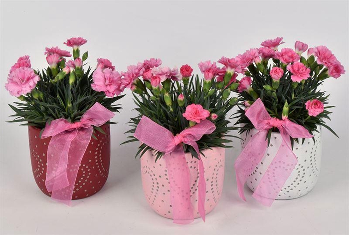 <h4>Cement potje met hart kl.mix 10cm</h4>