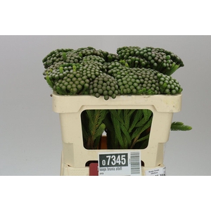 Kaaps Brunia Albiflora