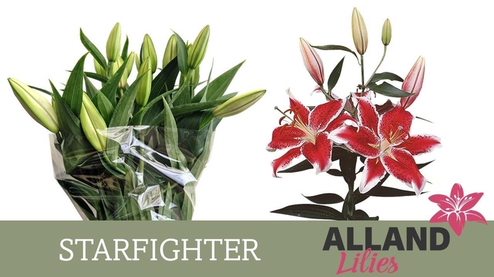 <h4>LI OR STARFIGHTER</h4>