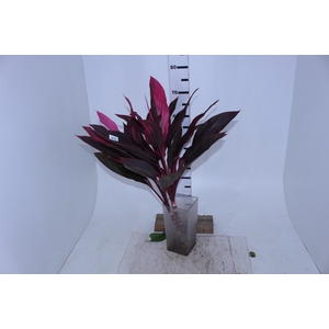 FOLHAGEM DRACENA TERMINALIS PINK