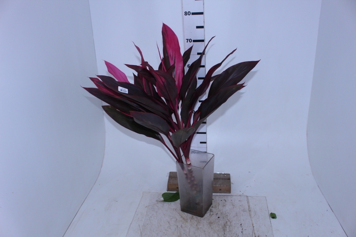 FOLHAGEM DRACENA TERMINALIS PINK