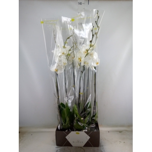 Phalaenopsis   ...white