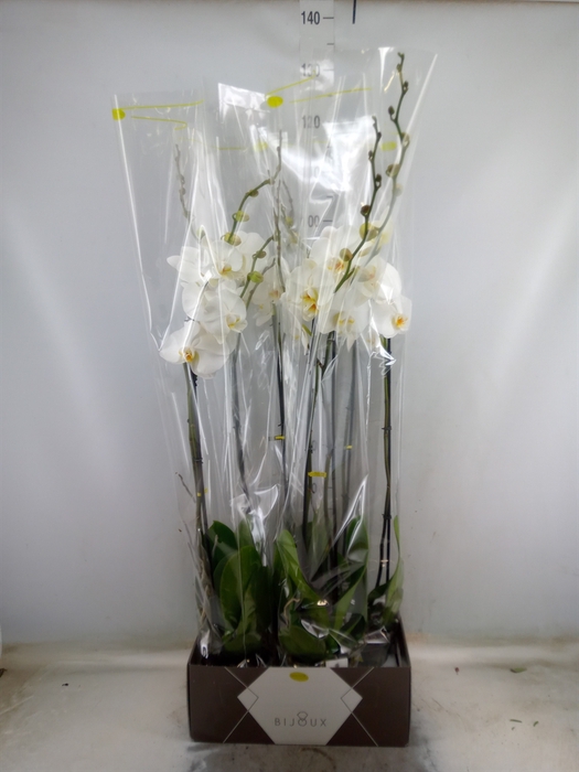 <h4>Phalaenopsis   ...white</h4>