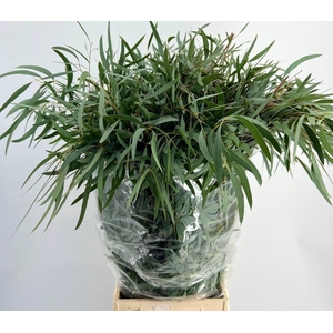 EUCALYPTUS DOMENICHINA 300gr