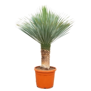 Yucca Rostrata - 180cm