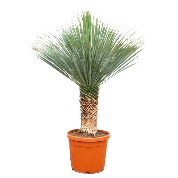 <h4>Yucca Rostrata - 180cm</h4>