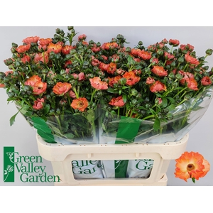 RAN CO MAG SALMOUSSE