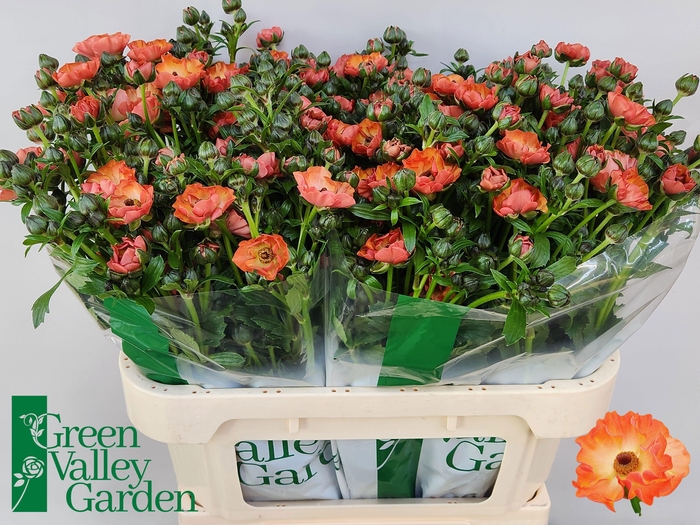 <h4>RAN CO MAG SALMOUSSE</h4>