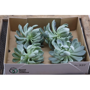 Echeveria Elegance X4
